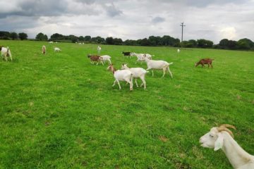 goat-ireland